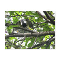 "Bravo" Black Capped Chickadee Post Card