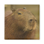 Brazil, Pantanal, Matto Grosso. Capybara Fridge Magnet