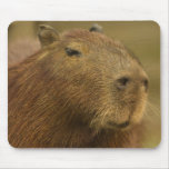 Brazil, Pantanal, Matto Grosso. Capybara Mousepads