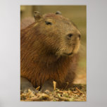 Brazil, Pantanal, Matto Grosso. Capybara