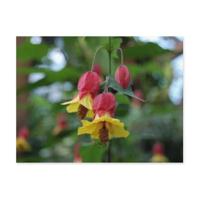 Brazilian Bell-Flower Postcard by blumenthalphoto