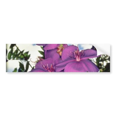 Brazilian glory bush flowers bumper sticker by blueyellowtube