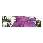 Brazilian glory bush flowers bumper stickers