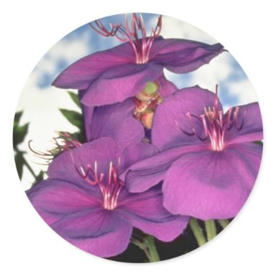Brazilian glory bush flowers sticker by blueyellowtube