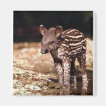 Brazilian Tapir, young calf beside river Magnet