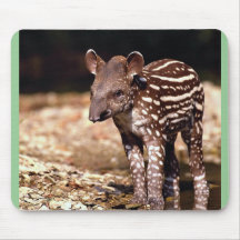 Brazilian Tapir, young calf beside river Mousepads