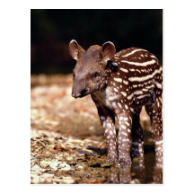 Brazilian Tapir, young calf beside river Post Card
