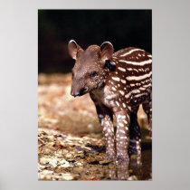 Brazilian Tapir, young calf beside river Print