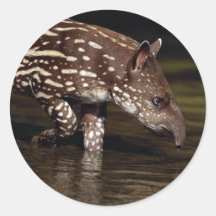 Brazilian Tapir, young calf beside river Round Stickers