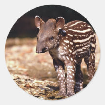 Brazilian Tapir, young calf beside river Round Stickers