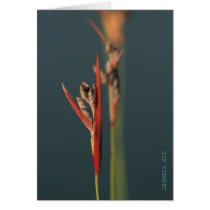 Brazos Bend Beauty Greeting Cards