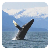 Breaching Humpback Stickers