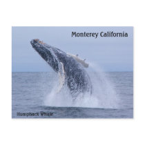 Breaching Humpback Whale Calf  Postcard