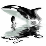"BREACHING ORCA" Killer Whale Photo Sculpture photo sculptures