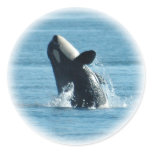 Breaching Orca Stickers