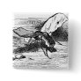 Bread-and-Butterfly