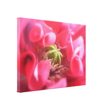 Breadseed Poppy - Papaver Somniferum Stretched Canvas Print