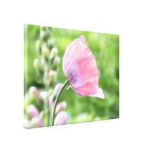 Breadseed Poppy Petals Stretched Canvas Prints