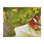 Break Time Gallery Wrap Canvas
