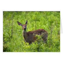 Breakfast Grazing Cards