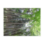 breathtaking view kyoto forest post cards
