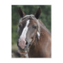Breton draught   mare postcard