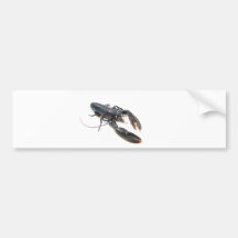 Breton lobster bumper sticker