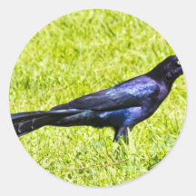 Brewer's Blackbird Round Sticker