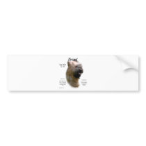 Briard (tawny) History Design