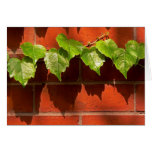 Brick Ivy cards