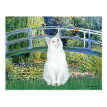 Bridge - White short haired cat Post Card