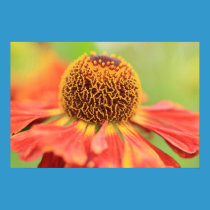 bright august colour 2010.... posters
