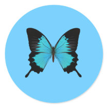 Bright Blue & Black Butterfly Original Colours