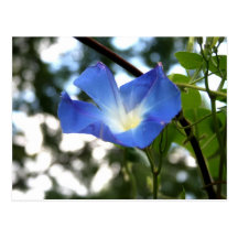 Bright Blue Morning Glory Flower Closeup Post Cards