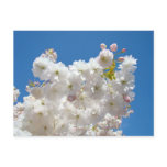 Bright Blue Sky postcards Spring White blossoms