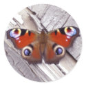 bright butterfly stickers