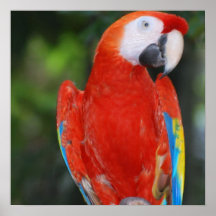 Bright Colored Parrot Print