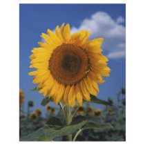 Bright colourful sunflower