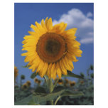 Bright colourful sunflower flyers