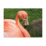 Bright Flamingo Postcard
