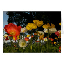 Bright flower cards, Poppies in Devonport