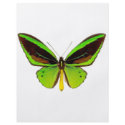 Bright Green Butterfly flyers