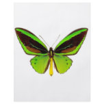 Bright Green Butterfly flyers