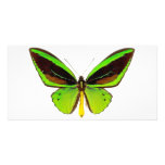 Bright Green Butterfly photo cards