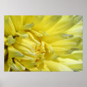 Bright, Lemon Yellow Dahlia posters