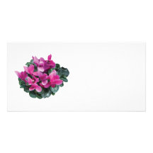 Bright Magenta Cyclamen Photo Card Template