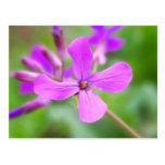 Bright Money Plant Flower Postcard