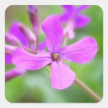 Bright Money Plant Flower Stickers