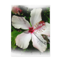BRIGHT NATURE OF BEAUTY POST CARD