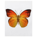 Bright Orange Butterfly flyers